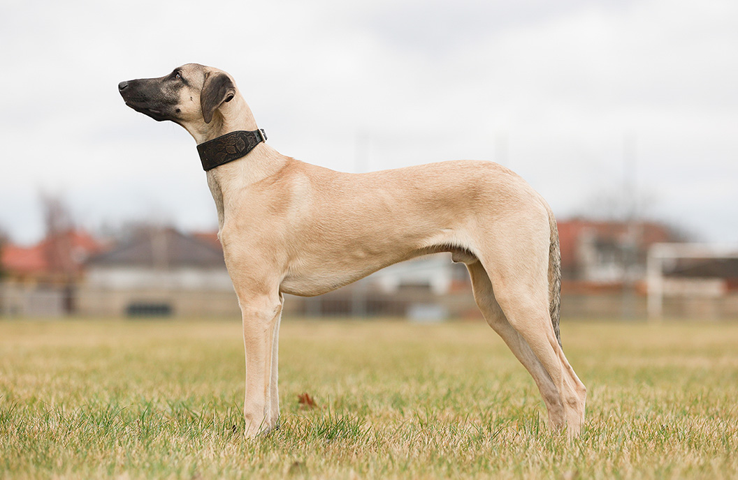 Největší překvapení roku 2022!!