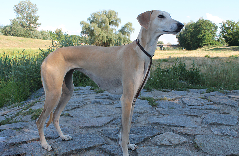 Psi, které každý nezná