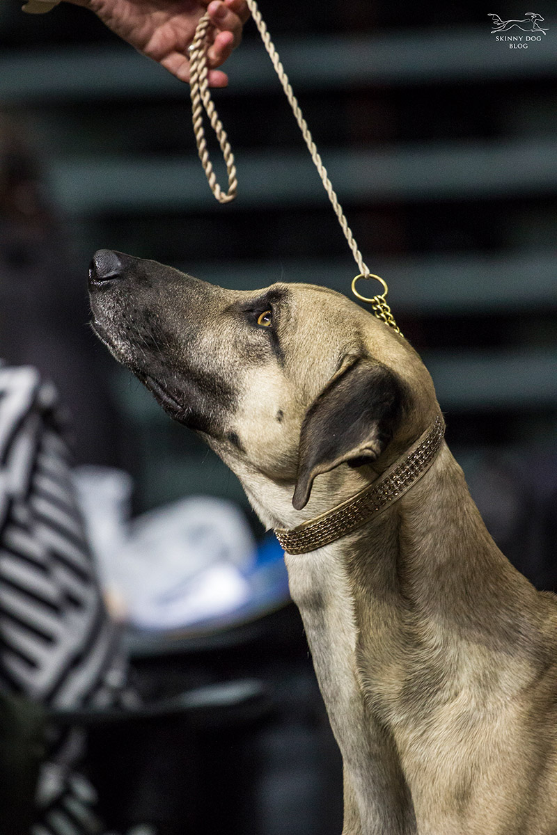 Sloughi Dalvit fotogalerie