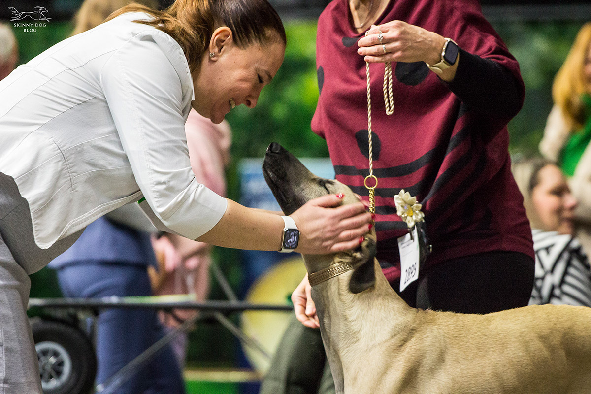 Sloughi Dalvit fotogalerie