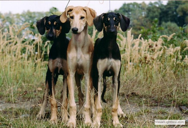 Sloughi Dalvit fotogalerie
