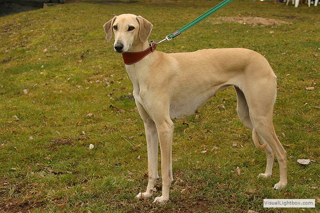 Sloughi Dalvit fotogalerie