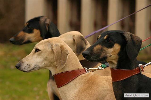 Sloughi Dalvit fotogalerie