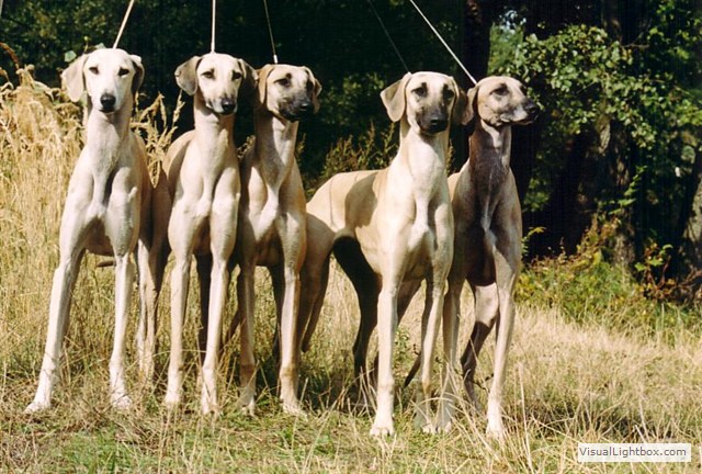 Sloughi Dalvit fotogalerie