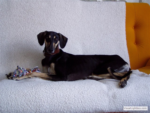 Sloughi Dalvit fotogalerie