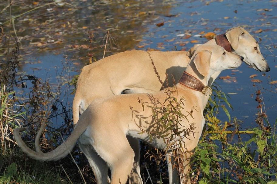 Sloughi Dalvit fotogalerie