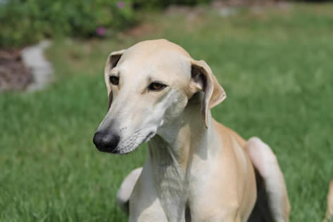 Sloughi Dalvit fotogalerie