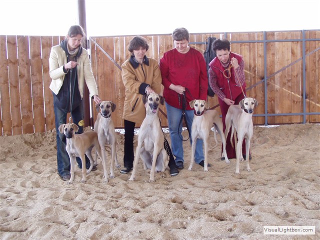 Sloughi Dalvit fotogalerie