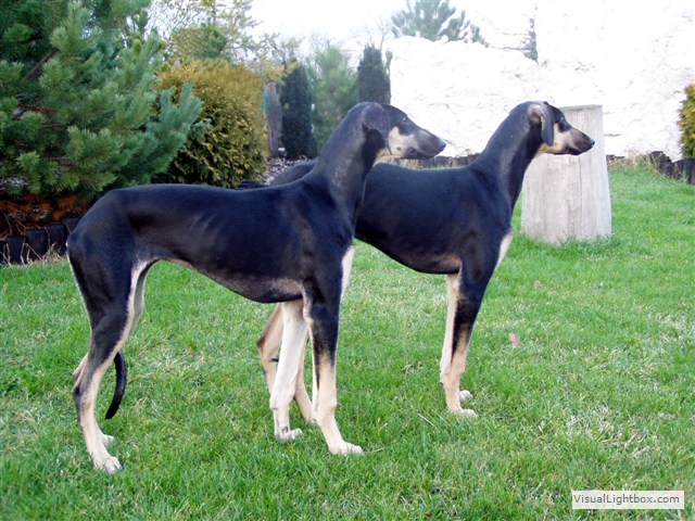 Sloughi Dalvit fotogalerie