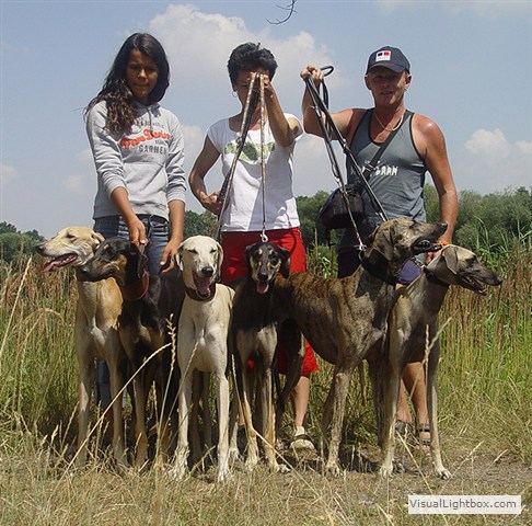 Sloughi Dalvit fotogalerie