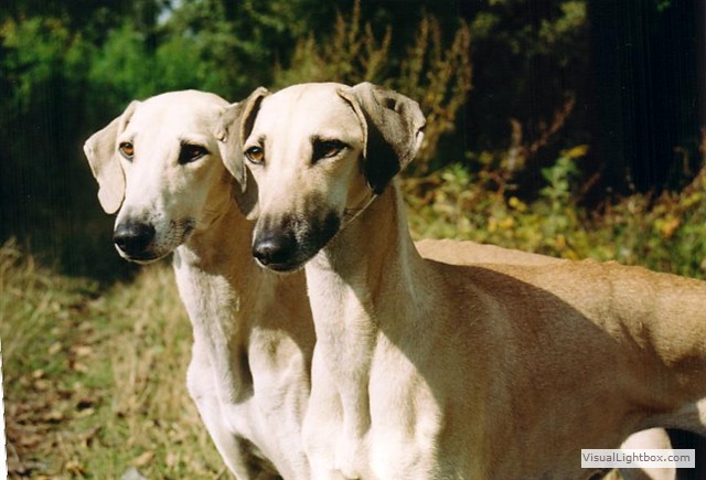 Sloughi Dalvit fotogalerie