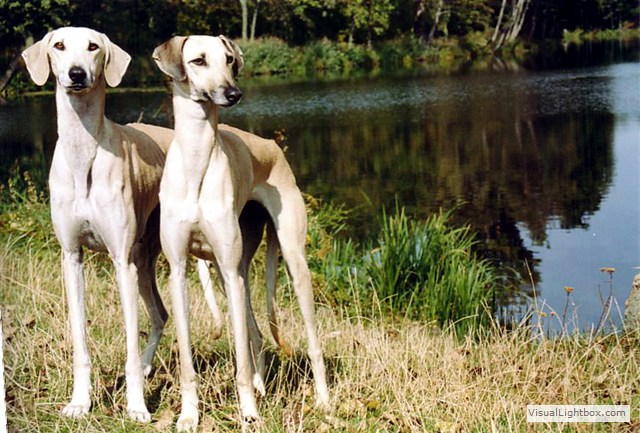 Sloughi Dalvit fotogalerie