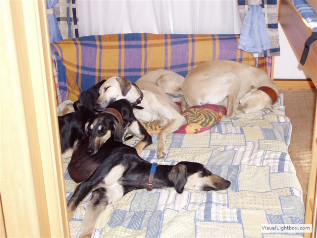 Sloughi Dalvit fotogalerie