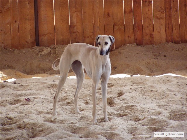 Sloughi Dalvit fotogalerie