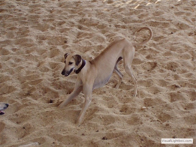 Sloughi Dalvit fotogalerie