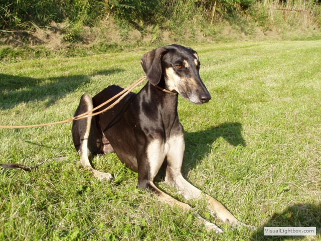 Sloughi Dalvit fotogalerie