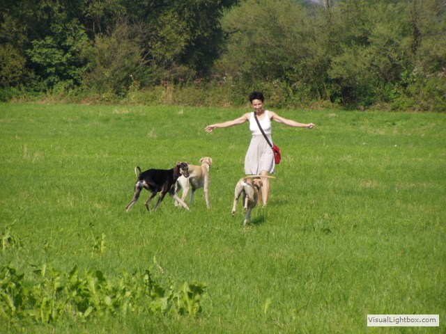 Sloughi Dalvit fotogalerie