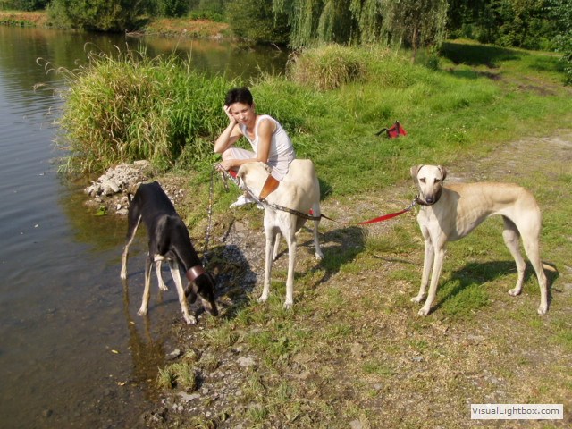 Sloughi Dalvit fotogalerie