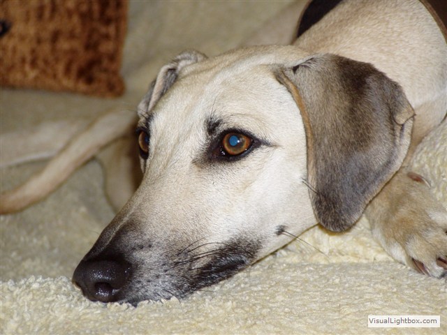 Sloughi Dalvit fotogalerie