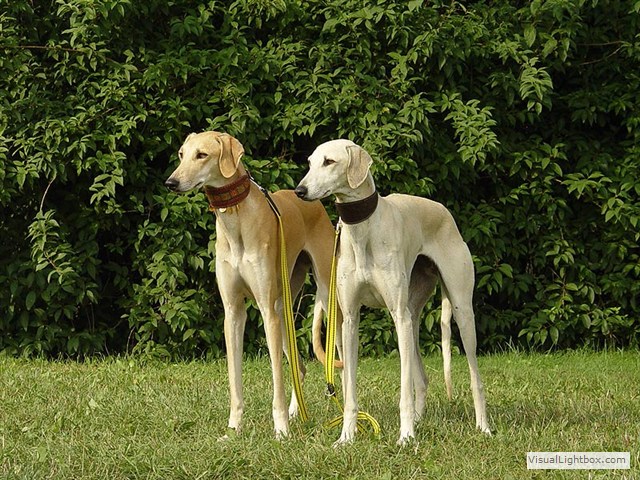 Sloughi Dalvit fotogalerie