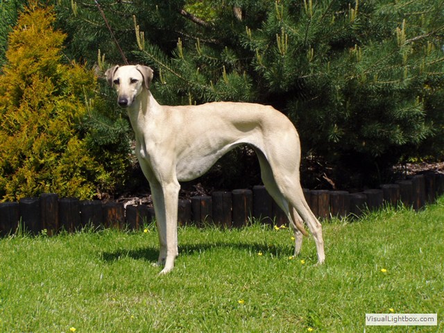 Sloughi Dalvit fotogalerie