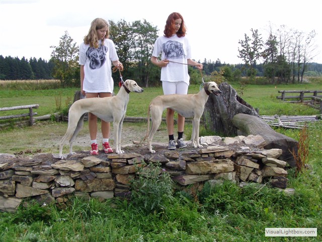 Sloughi Dalvit fotogalerie