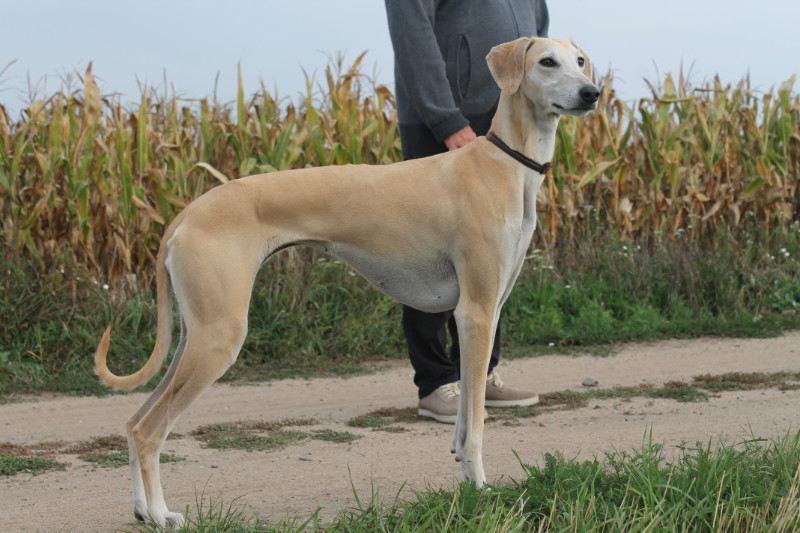 Sloughi Dalvit fotogalerie