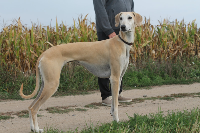 Sloughi Dalvit fotogalerie