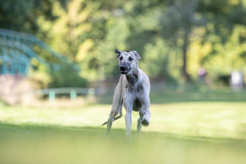 Sloughi Dalvit fotogalerie