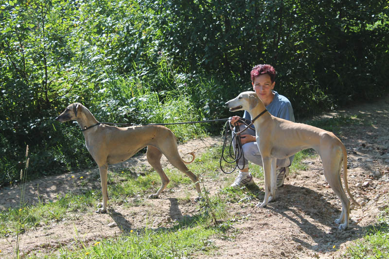 Sloughi Dalvit fotogalerie