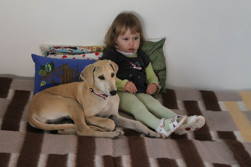 Sloughi Dalvit fotogalerie