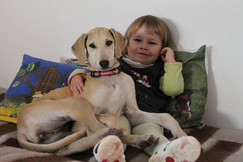 Sloughi Dalvit fotogalerie