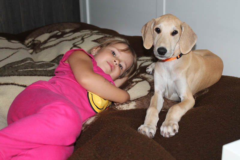 Sloughi Dalvit fotogalerie