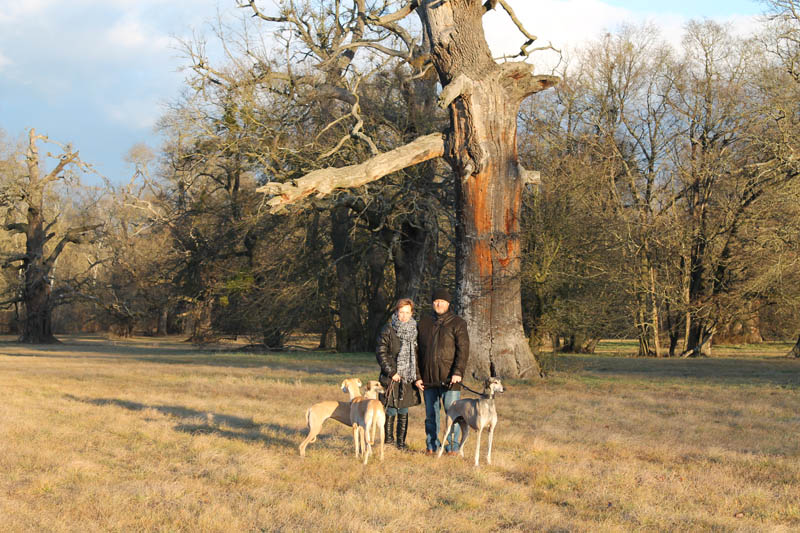 Sloughi Dalvit fotogalerie