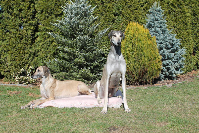 Sloughi Dalvit fotogalerie