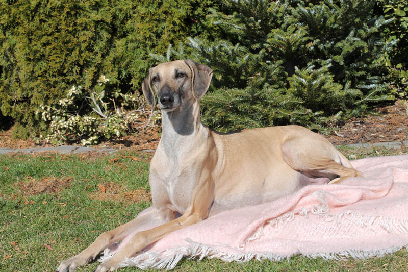 Sloughi Dalvit fotogalerie