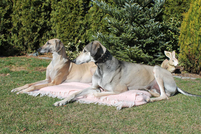 Sloughi Dalvit fotogalerie