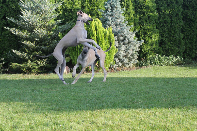 Sloughi Dalvit fotogalerie