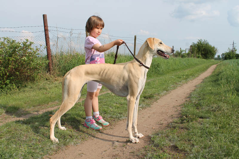 Sloughi Dalvit fotogalerie