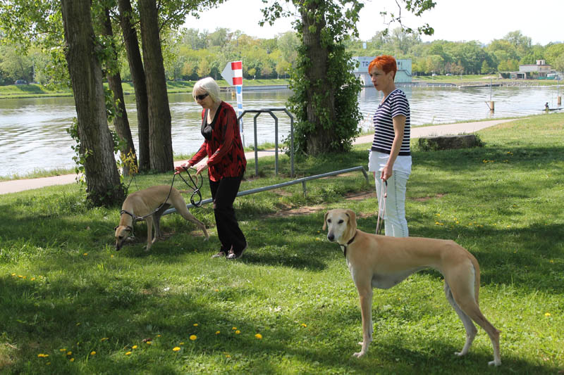 Sloughi Dalvit fotogalerie