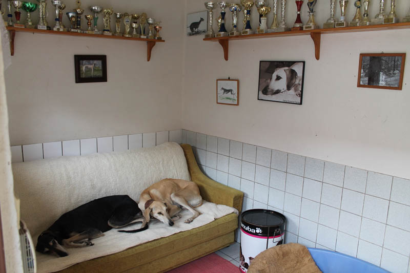 Sloughi Dalvit fotogalerie