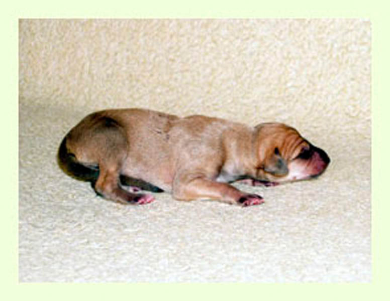 Vrh A — fotografie