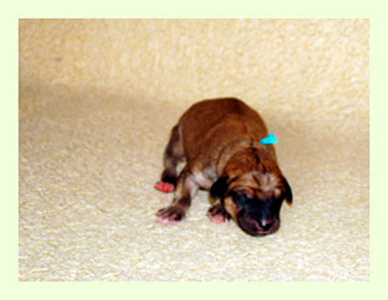 Vrh A — fotografie