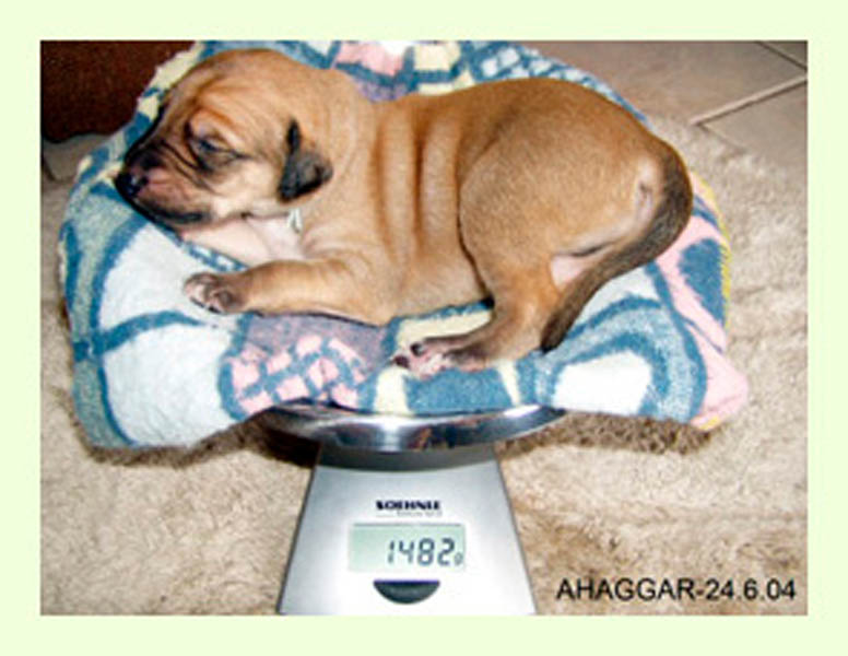 Vrh A — fotografie