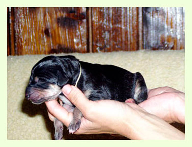 Vrh A — fotografie