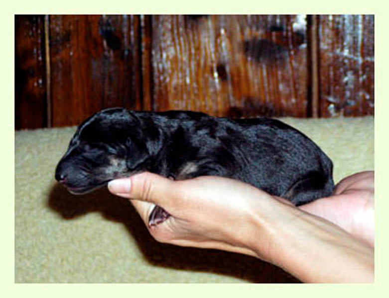 Vrh A — fotografie