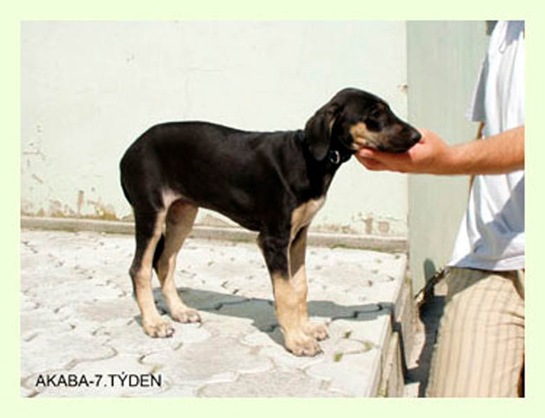 Vrh A — fotografie