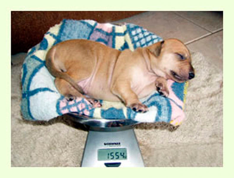 Vrh A — fotografie