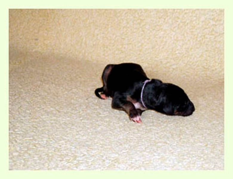 Vrh A — fotografie