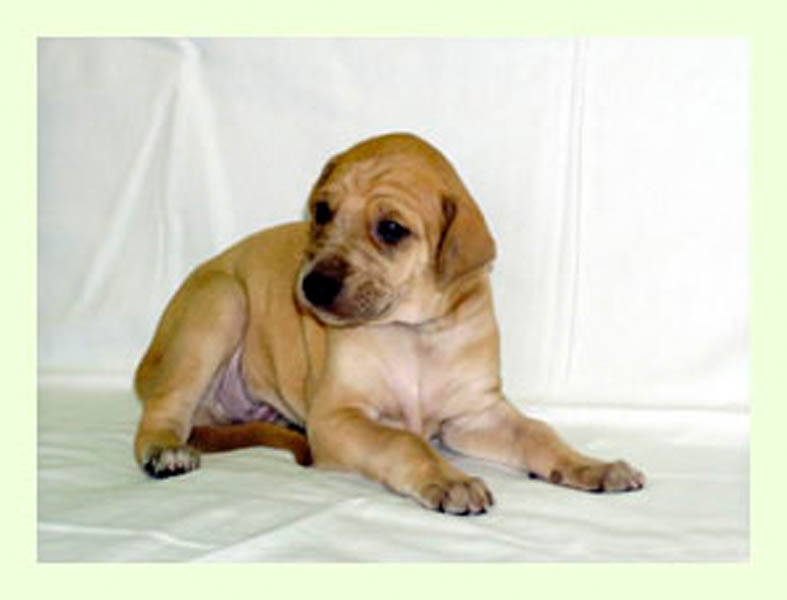 Vrh A — fotografie